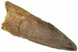 Fossil Spinosaurus Tooth - Real Dinosaur Tooth #311767-1